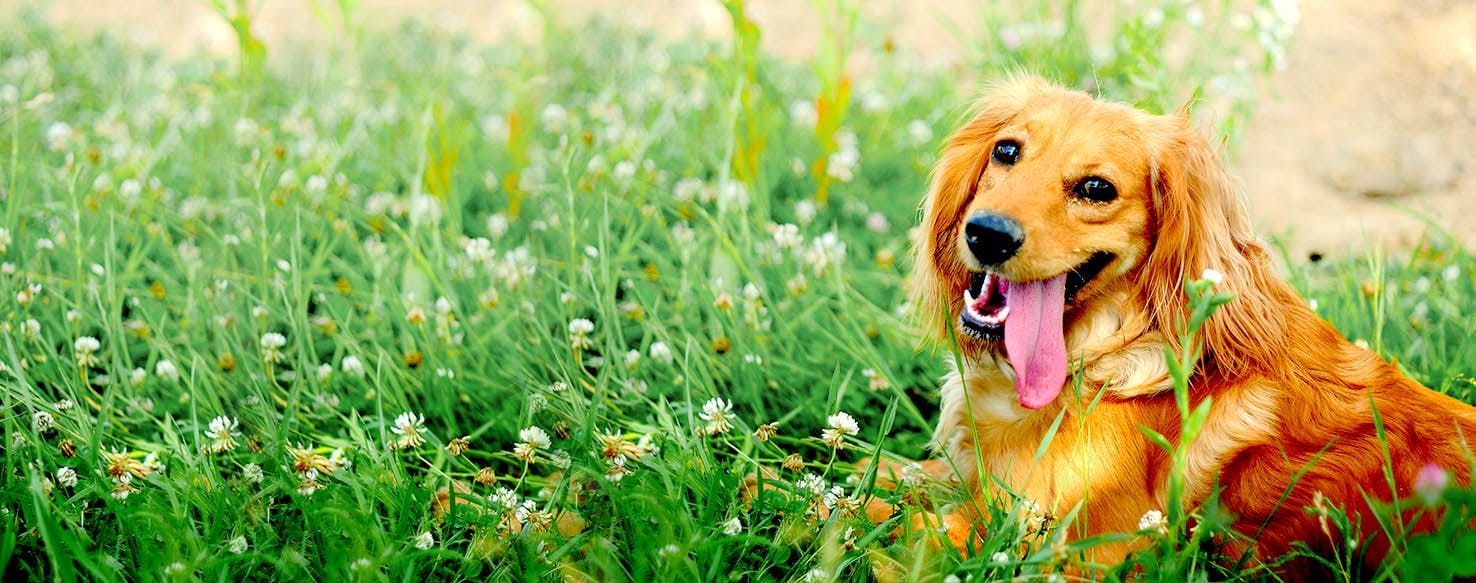 Dog Names Meaning Guardian Popular Male And Female Names Wag 